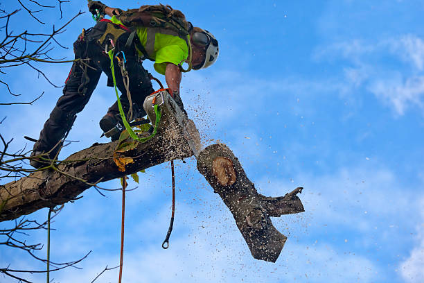 Best Seasonal Cleanup  in Coachella, CA